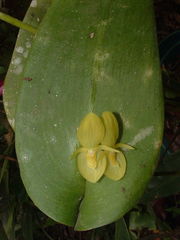 Pleurothallis cardiothallis