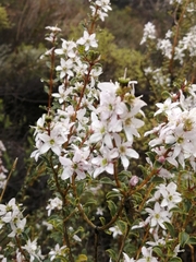 Agathosma spinescens