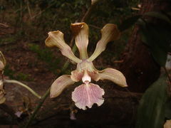 Encyclia hanburyi