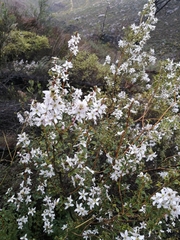 Agathosma spinescens