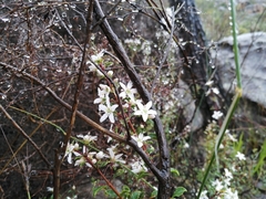 Agathosma spinescens