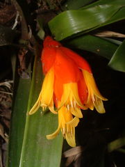 Guzmania nicaraguensis