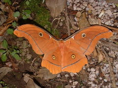 Antheraea godmani