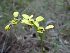 Diuris abbreviata