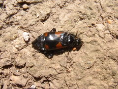 Nicrophorus quadrimaculatus