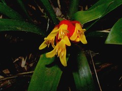 Guzmania nicaraguensis