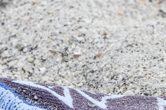 Microbembex monodonta