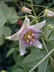 Passiflora adenopoda