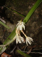 Epidendrum octomerioides