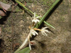 Epidendrum octomerioides