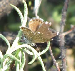 Brephidium metophis
