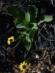 Othonna auriculifolia