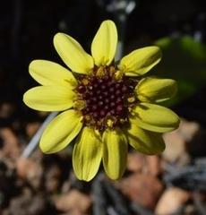 Othonna auriculifolia