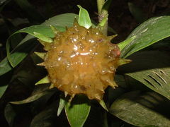 Elleanthus capitatus