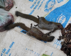 Callosciurus inornatus