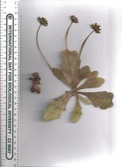 Othonna auriculifolia