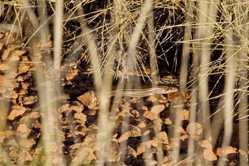 Gravelly-soil Ctenotus, Ctenotus lateralis