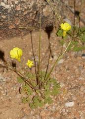 Oxalis rosettifolia