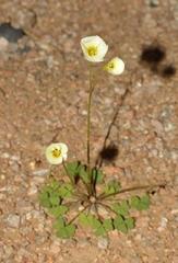 Oxalis rosettifolia