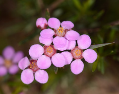 Euryomyrtus ramosissima ramosissima
