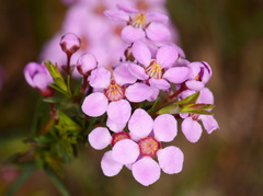 Euryomyrtus ramosissima ramosissima