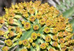 Euphorbia nesemannii