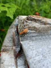 Leptocoris