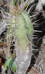 Euphorbia nesemannii