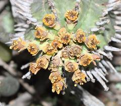 Euphorbia nesemannii