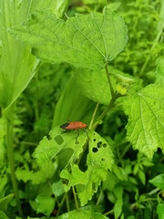 Pentatomomorpha