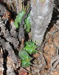 Euphorbia nesemannii