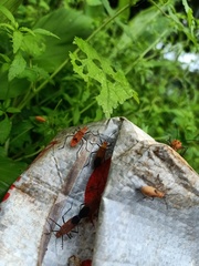 Leptocoris