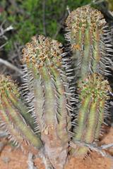 Euphorbia nesemannii