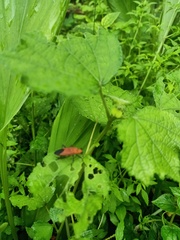Pentatomomorpha