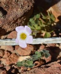 Oxalis hirsutibulba