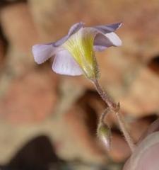 Oxalis hirsutibulba