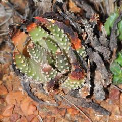 Tulista pumila