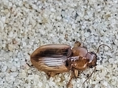 Harpalus flavescens