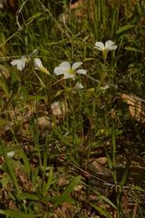 Oxalis hirsutibulba