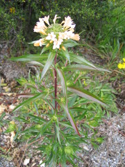 Collomia