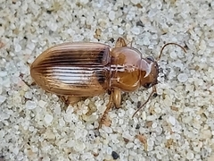 Harpalus flavescens