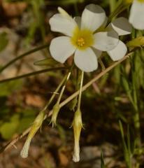 Oxalis hirsutibulba