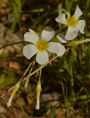 Oxalis hirsutibulba