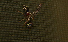 Paraleptomenes miniatus