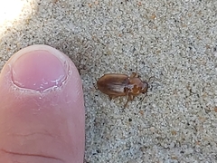 Harpalus flavescens