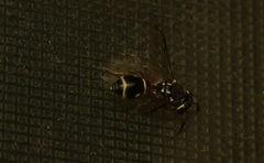 Paraleptomenes miniatus