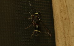 Paraleptomenes miniatus