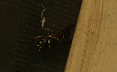 Paraleptomenes miniatus