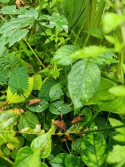 Pentatomomorpha