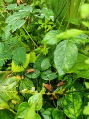 Pentatomomorpha